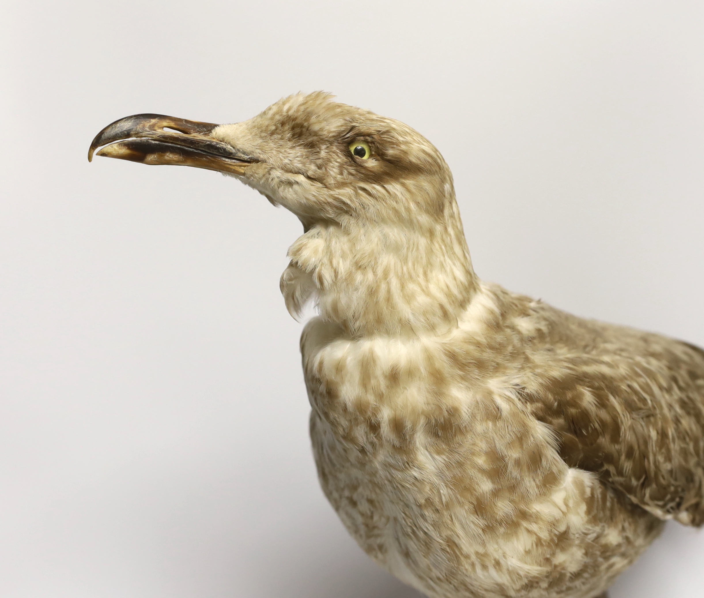 A taxidermy Herring gull, 48cm high